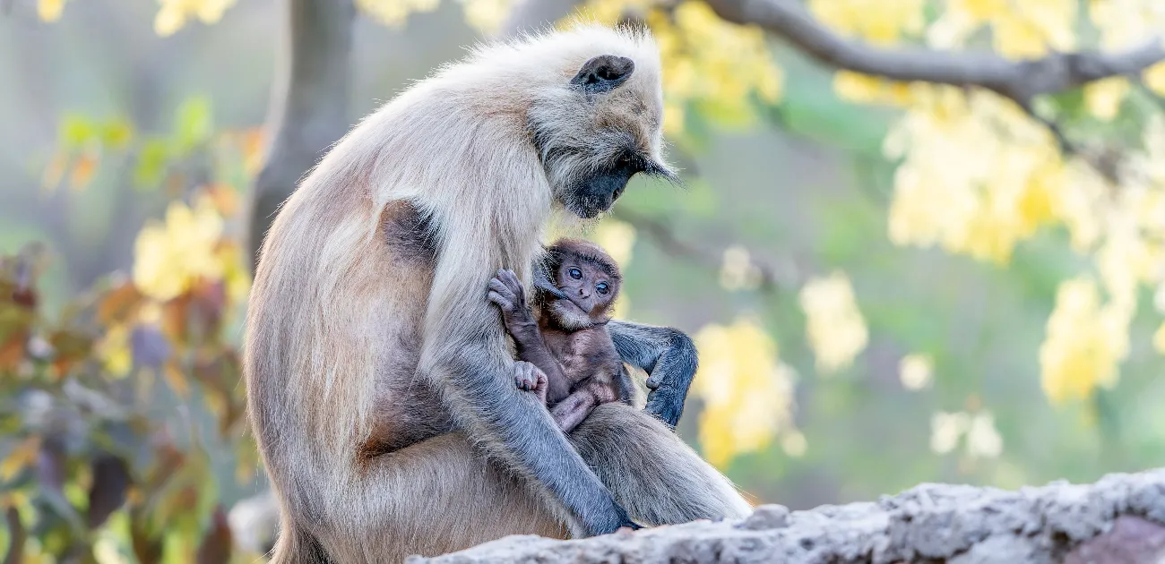 Hanuman, the Monkey God