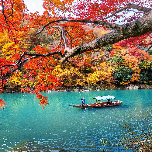 Cherry Blossum in Japan